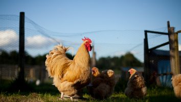 Suedia impune distanțarea socială cu ajutorul găinațului. Măsura ar trebui să anuleze participarea la un festival