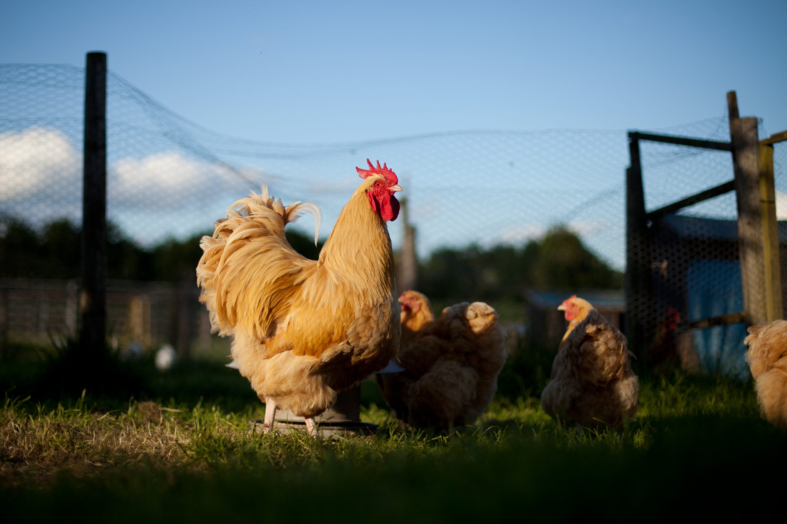 Suedia impune distanțarea socială cu ajutorul găinațului. Măsura ar trebui să anuleze participarea la un festival