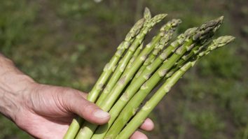 Sparanghelul, pe care românii îl culeg pentru nemți, e un super-aliment. E recomandat și gravidelor