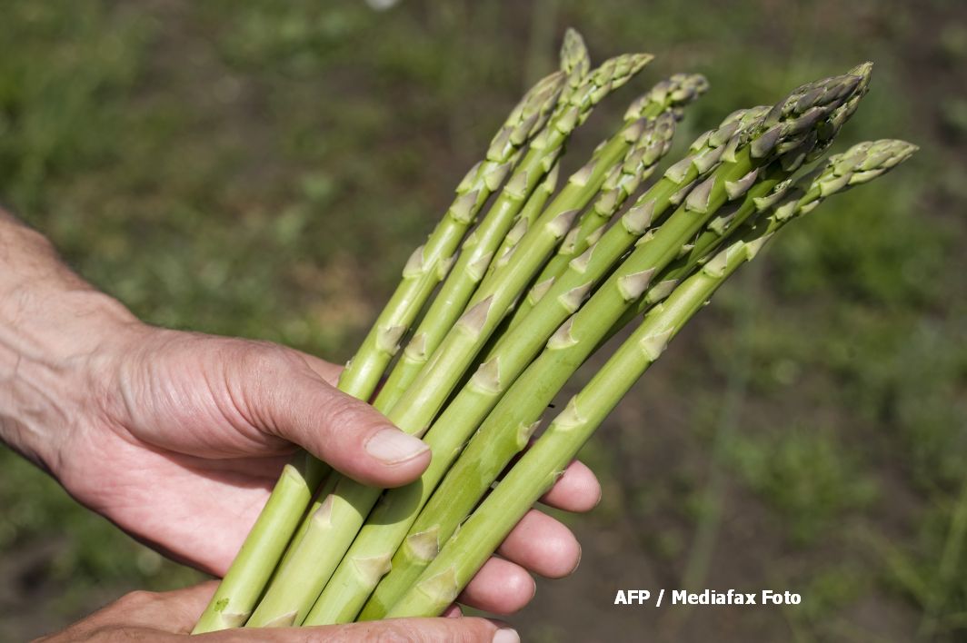 Sparanghelul, pe care românii îl culeg pentru nemți, e un super-aliment. E recomandat și gravidelor
