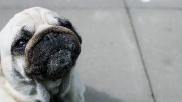 Un mops, primul câine testat pozitiv cu Covid-19