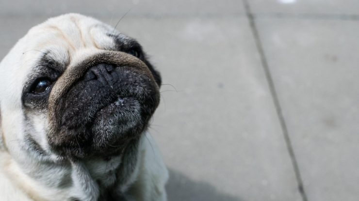 Un mops, primul câine testat pozitiv cu Covid-19