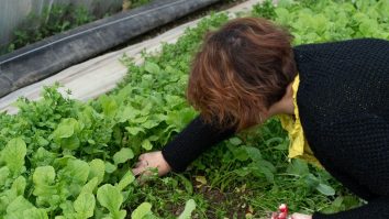 Legume comandate online. Producătorii din Dolj au găsit soluția ca să își salveze afacerile