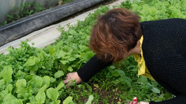 Pentru unii producători locali, pandemia a fost mană cerească