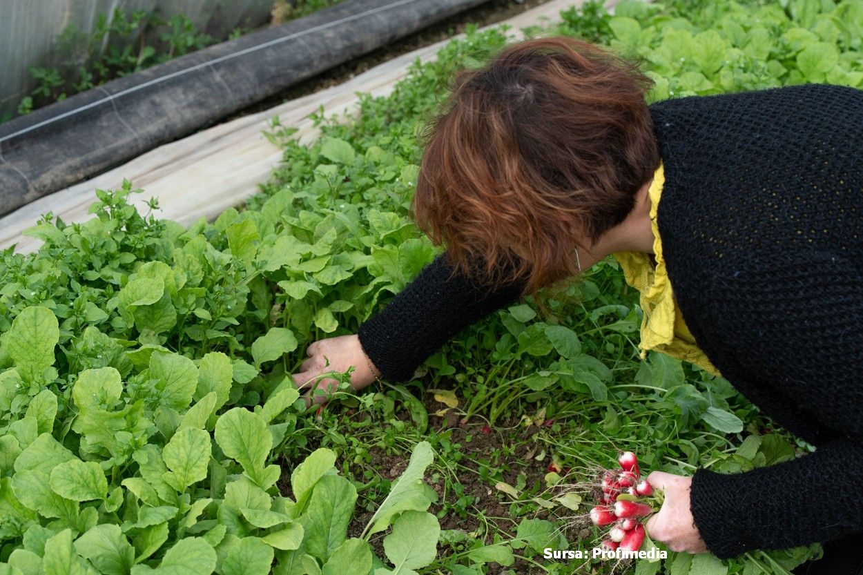 Legume comandate online. Producătorii din Dolj au găsit soluția ca să își salveze afacerile