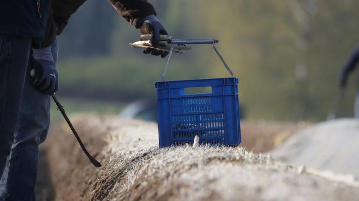 După Germania, muncitorii sezonieri români ajung și în Marea Britanie. Din lipsă de mână de lucru, englezii riscă să rămână cu recolta neculeasă