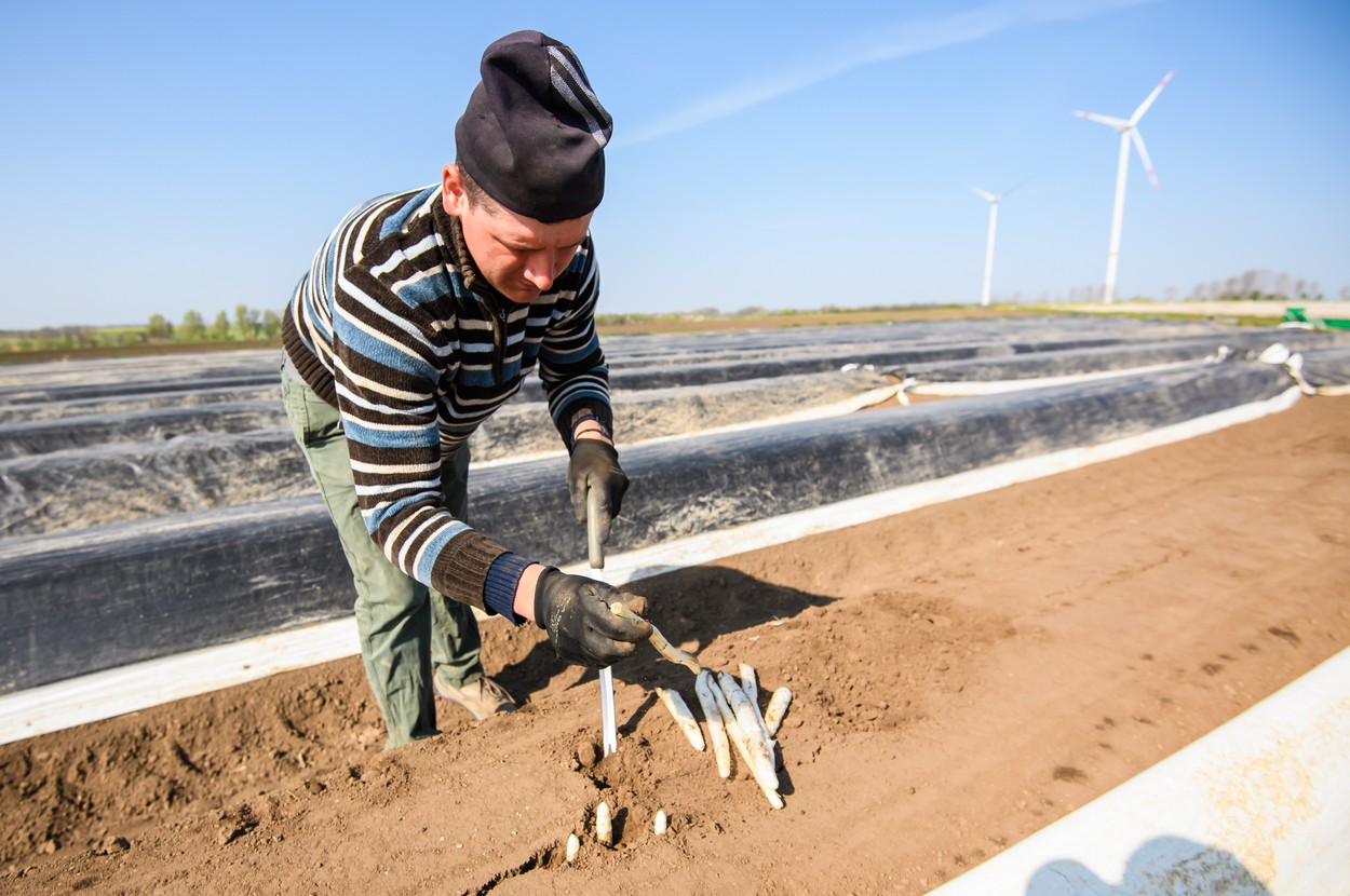 Germania îşi relansează economia cu muncitori din România. Culegătorii de sparanghel pot câștiga și 3.000 de euro/lună