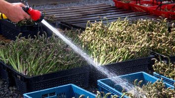 Sparanghel proaspăt cules.