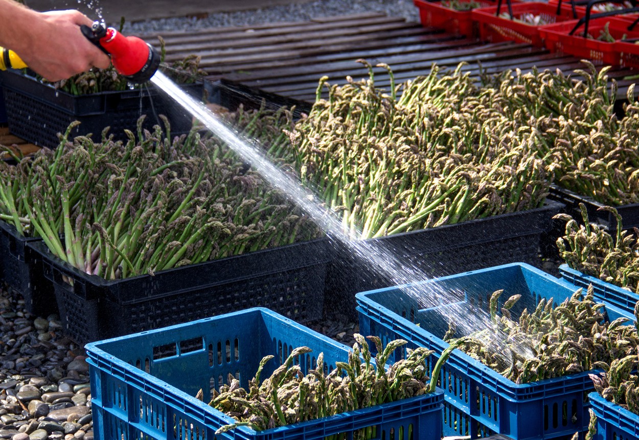 Sparanghelul atrage banii la propriu. Profitul poate ajunge la 100.000 euro