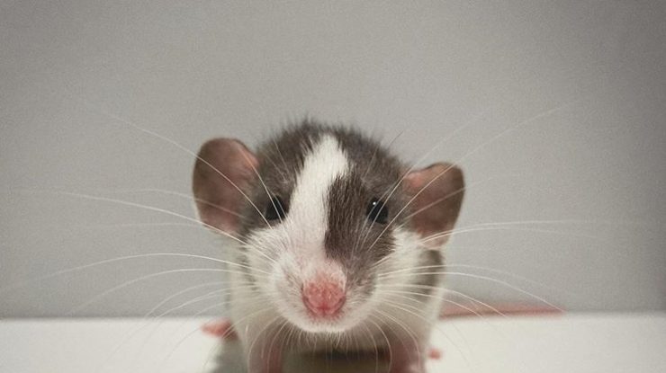 Șobolanul Gus pictează tablouri care se vând pe sume uriașe. Cât costă și cum arată