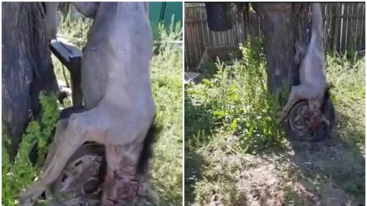 Fiara care a atacat animalele unei stâne din Galaţi. A fost omorâtă de ciobani