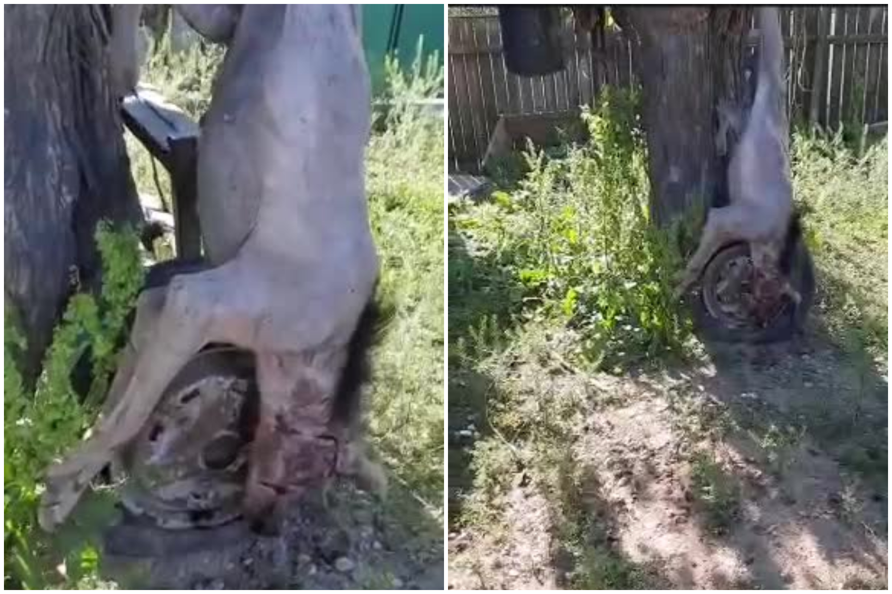 Fiara ciudată care a atacat animalele unei stâne din Galaţi. A fost omorâtă de ciobani