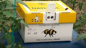 A investit 500 de lei și câștigă 10.000 de lei. Profitul pe care îl pot produce bondarii