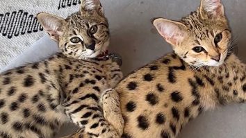 Vrei ca animalul tău de companie să fie celebru pe Instagram? Uite câteva sfaturi