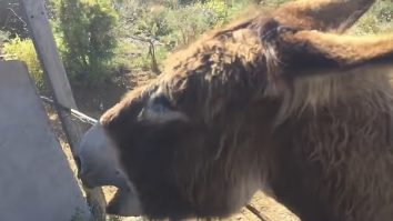 Reacția unui măgăruș când își vede stăpânul după 2 luni. Amândoi au început să plăngă. VIDEO