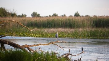 Din cauza intervenției umane, Dunărea s-a micșorat cu 134 de km