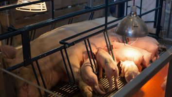 Zile negre pentru fermierii americani: Covid-ul îi obligă să-și gazeze porcii sau să-i împuște