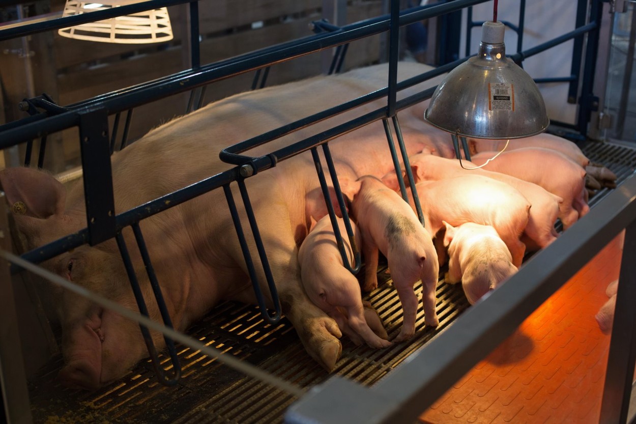 Zile negre pentru fermierii americani: Covid-ul îi obligă să-și gazeze porcii sau să-i împuște