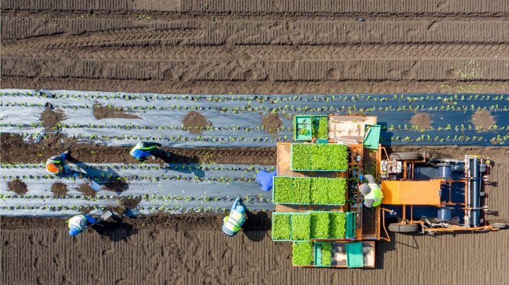 Românii salvează din nou recolta din Anglia. Alte două avioane au plecat spre Regat