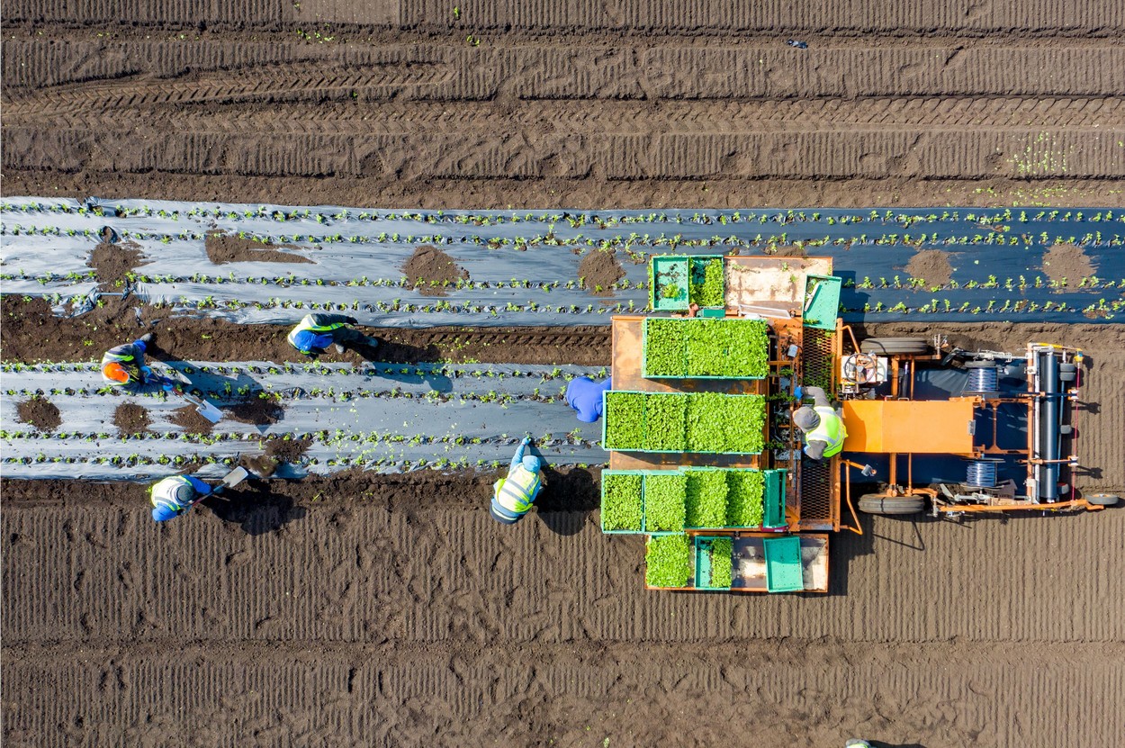 Românii salvează din nou recolta din Anglia. Alte două avioane au plecat spre Regat
