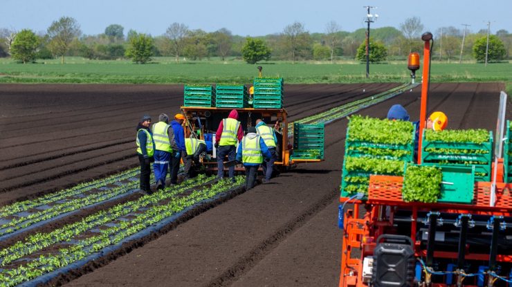 Muncitorii români mană cerească pentru englezi: „Trebuie să fii apt fizic”