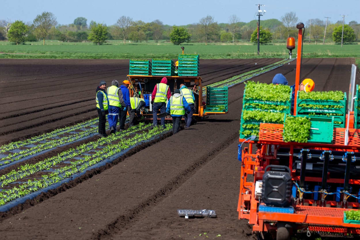 Muncitorii români mană cerească pentru englezi: „Trebuie să fii apt fizic”