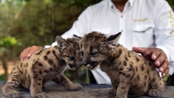 Vedete de mici. Pandemie şi Carantină, doi pui de pumă născuţi în captivitate, fac senzaţie pe internet