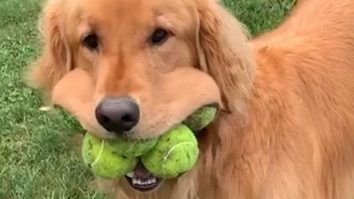Un Golden Retriever a bătut toate recordurile după ce a ținut 6 mingi de tenis în gură
