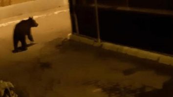 Ursul s-a întors pe străzi! Ro-Alert a sunat în această noapte pentru locuitorii din Câmpia Turzii.