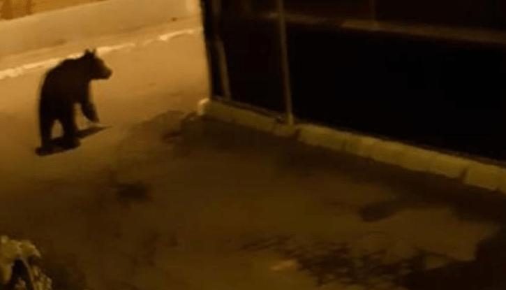 Ursul s-a întors pe străzi! Ro-Alert a sunat în această noapte pentru locuitorii din Câmpia Turzii.