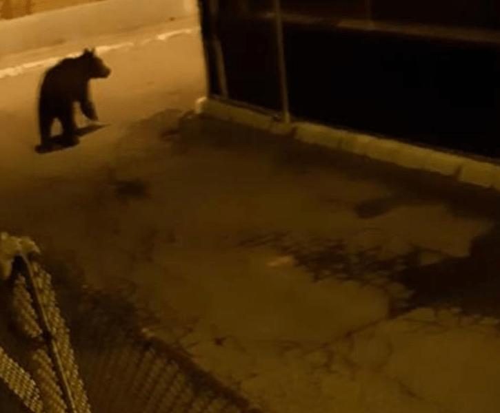 Ursul s-a întors pe străzi! Ro-Alert a sunat în această noapte pentru locuitorii din Câmpia Turzii.