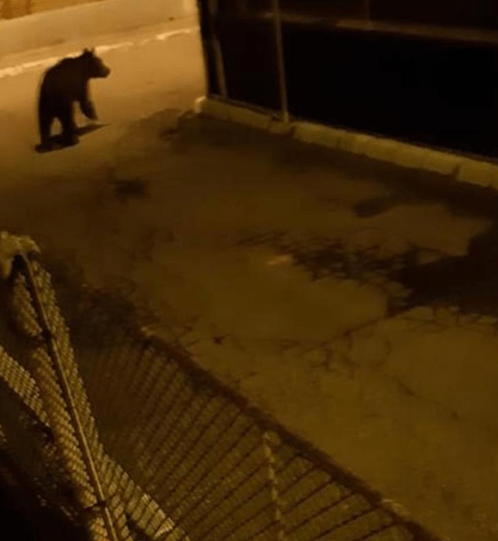 Ursul s-a întors pe străzi! Ro-Alert a sunat în această noapte pentru locuitorii din Câmpia Turzii.