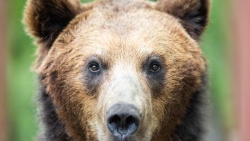 VIDEO Pui de urs alergând flămând pe străzile unui oraș din România. Oamenii legii sunt în alertă