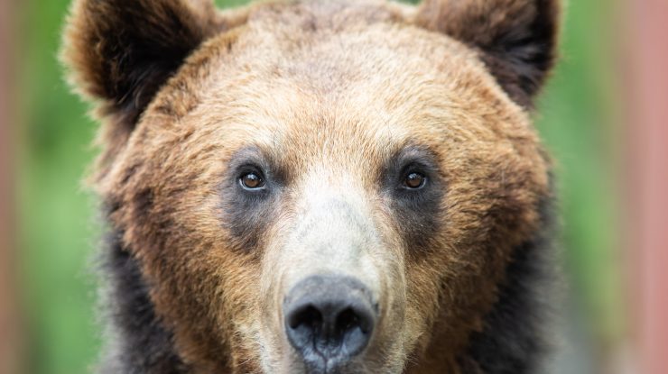 VIDEO Pui de urs alergând flămând pe străzile unui oraș din România. Oamenii legii sunt în alertă