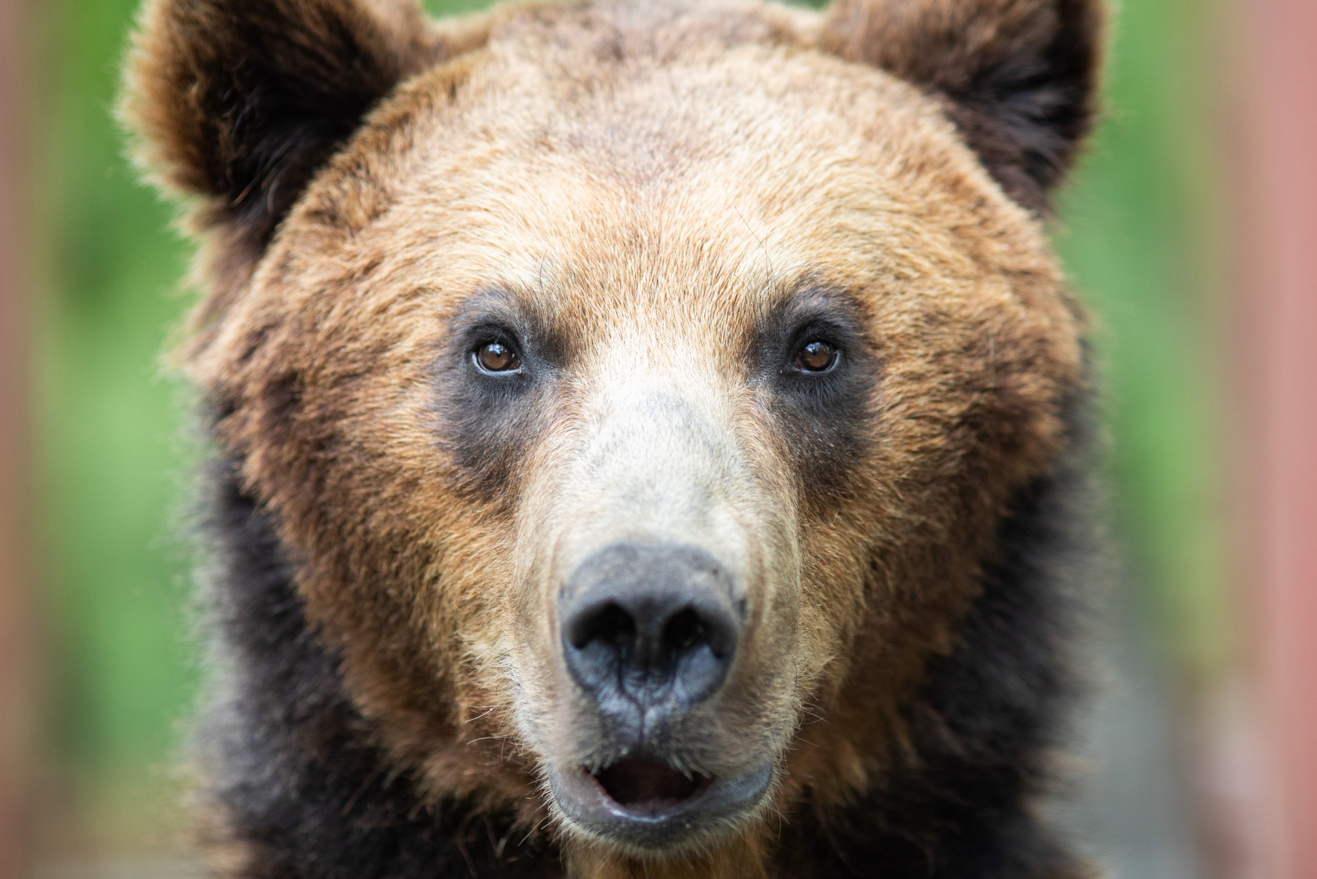 VIDEO Pui de urs alergând flămând pe străzile unui oraș din România. Oamenii legii sunt în alertă