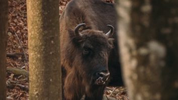 Primele imagini cu cei 8 zimbri eliberaţi în Munţii Fagăraş, după 200 de ani de la dispariţia lor din zonă