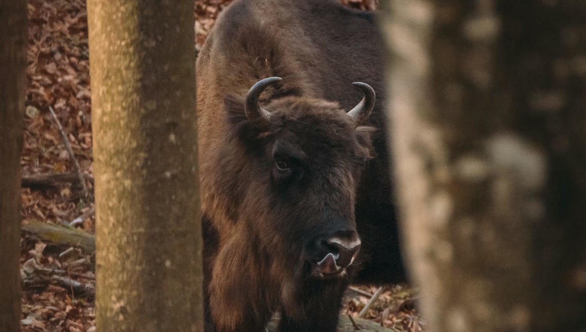 Primele imagini cu cei 8 zimbri eliberaţi în Munţii Fagăraş. Au devenit curioși imediat
