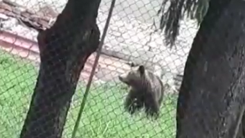 Zeci de urşi au fost alungaţi în ultima săptămână din staţiunile de pe Valea Prahovei