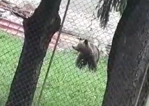 Zeci de urşi au fost alungaţi în ultima săptămână din staţiunile de pe Valea Prahovei