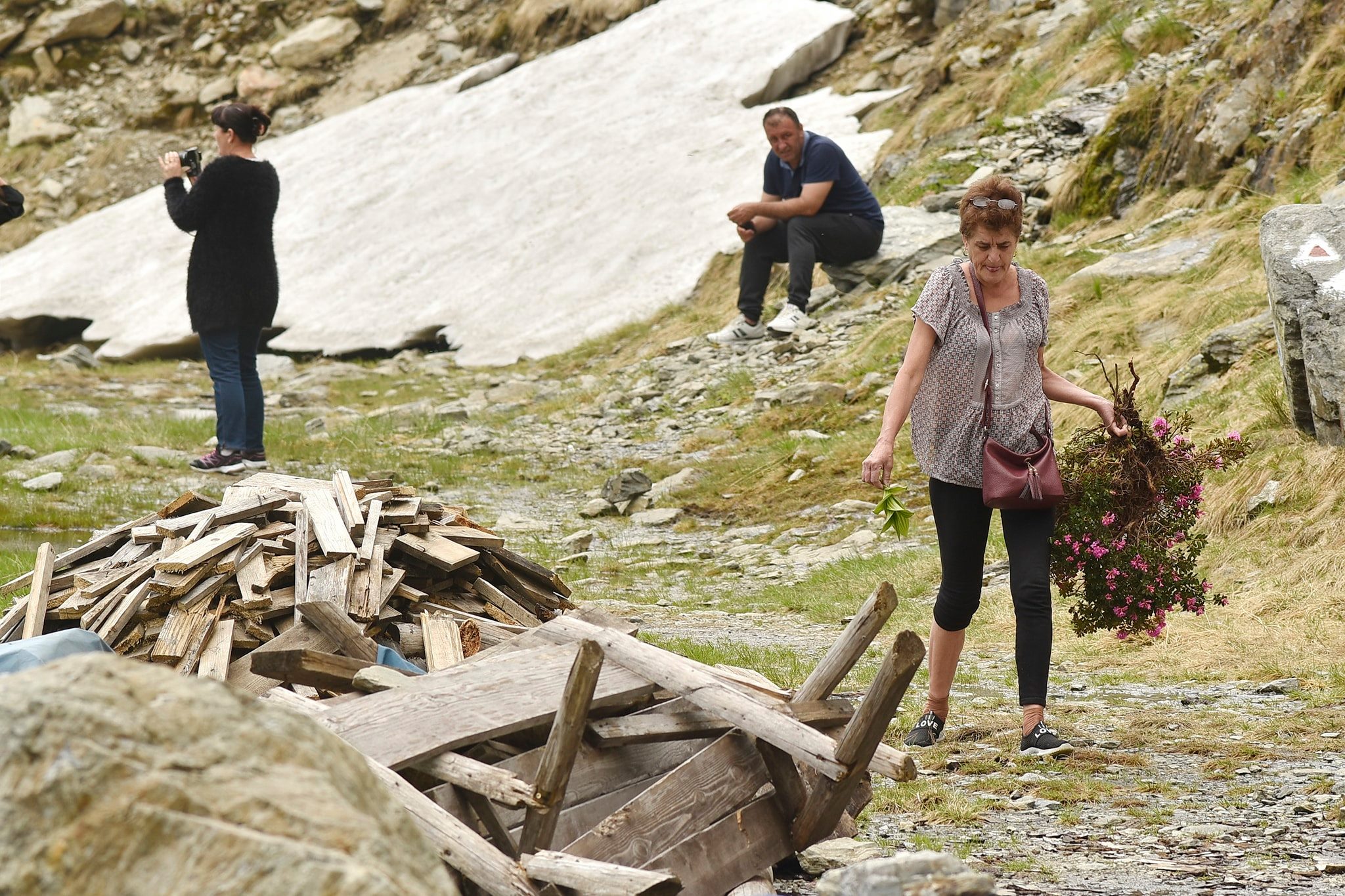 Revoltă pe rețelele de socializare după ce o turistă a smuls o tufă de bujor de munte