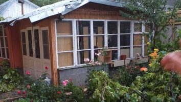 Ploaia cu grindină a făcut prăpăd și în Galați. Momentul în care un copac este doborât de vijelie