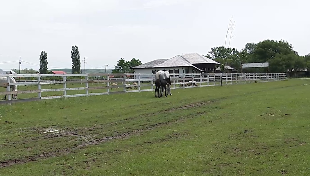 La muzeul Goleşti era aşteptată Izoleta, însă a venit Covid 2 cu chip de mânz negru