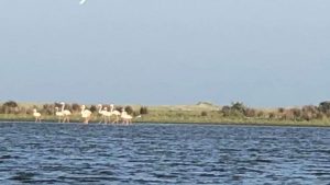 O familie de Flamingo a ajuns în România. Zece exemplare au fost văzute în Delta Dunării