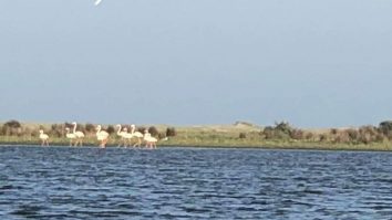 O familie de Flamingo a ajuns în România. Zece exemplare au fost văzute în Delta Dunării