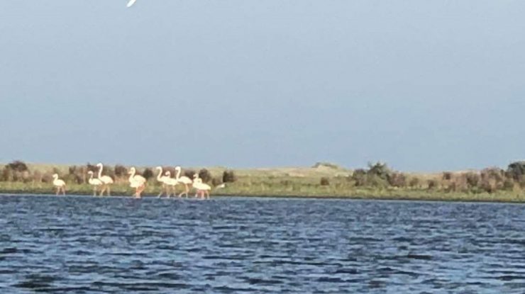 O familie de Flamingo a ajuns în România. Zece exemplare au fost văzute în Delta Dunării