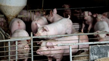 În plină pandemie, un nou virus gripal se poate răspândi în lume. Descoperirea cercetătorilor în China