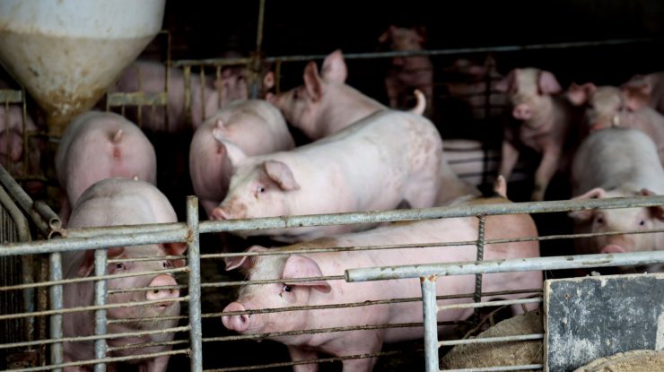 În plină pandemie, un nou virus gripal se poate răspândi în lume. Descoperirea cercetătorilor în China