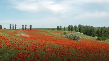 Câmpul de maci de la Vlădeni, magnet pentru sute de români care își doresc fotografii într-un decor de poveste