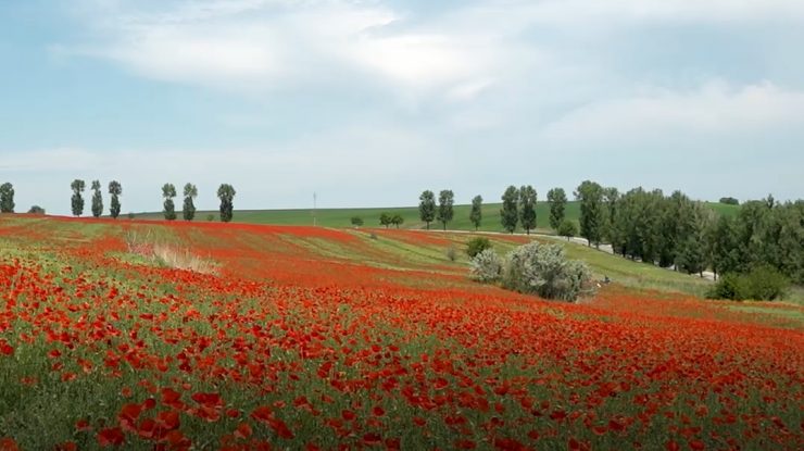 Câmpul de maci de la Vlădeni, magnet pentru sute de români care își doresc fotografii într-un decor de poveste