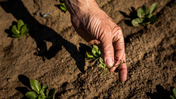 Fermierii sunt în impas. Cel mai mare producător de îngrăşăminte din România şi-a redus producţia
